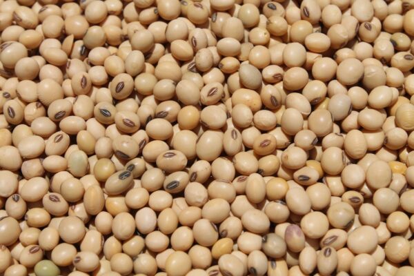 Soybean (Non-GMO)
